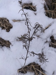 Jurinea stoechadifolia