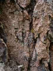 Bactrospora cascadensis