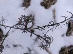 Jurinea stoechadifolia