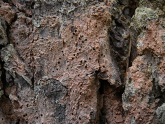 Bactrospora cascadensis
