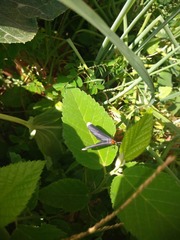 Melanchroia chephise