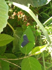 Melanchroia chephise