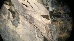 Indicator xanthonotus