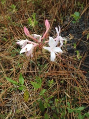 Rhododendron atlanticum
