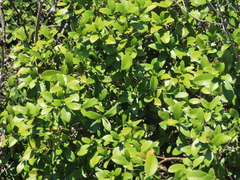 Daphnopsis racemosa