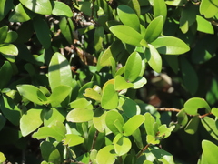 Daphnopsis racemosa