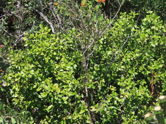 Daphnopsis racemosa