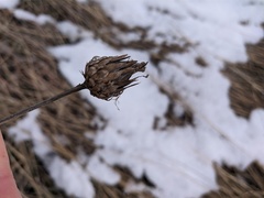Centaurea orientalis