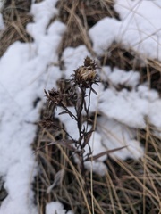 Pentanema salicinum
