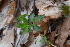 Rubus pubescens