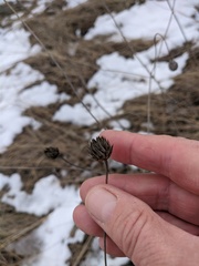 Cephalaria transsylvanica