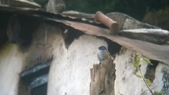 Tarsiger rufilatus