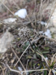 Globularia trichosantha
