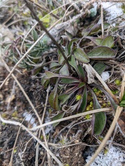 Globularia trichosantha