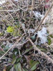 Globularia trichosantha