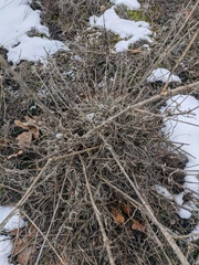 Cephalaria uralensis