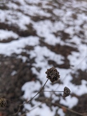 Cephalaria uralensis