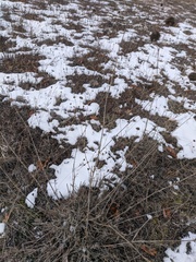 Cephalaria uralensis