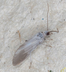 Conwentzia pineticola