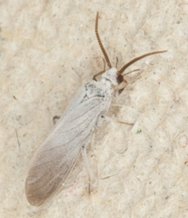 Conwentzia pineticola