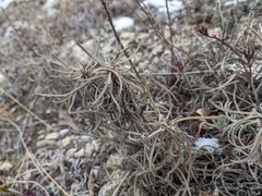 Jurinea stoechadifolia
