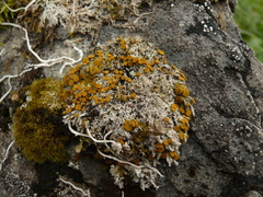 Brigantiaea fuscolutea