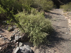 Buddleja mendozensis
