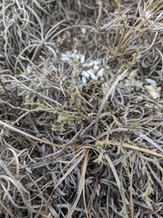 Genista albida