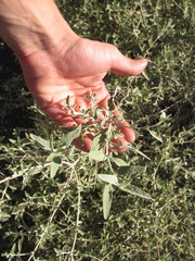 Buddleja mendozensis