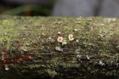 Lachnellula resinaria