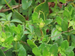 Enydra sessilis