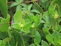 Enydra sessilis