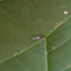 Miscogastrinae