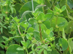 Enydra sessilis