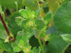 Enydra sessilis