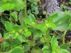Enydra sessilis