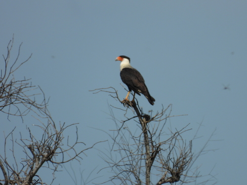 Caracara cheriway image