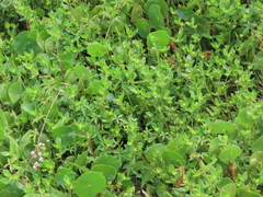 Enydra sessilis