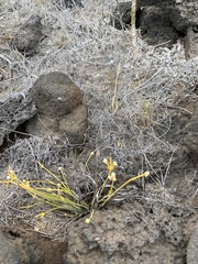 Lithophila radicata