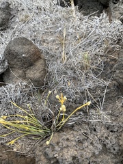 Lithophila radicata