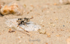 Melectoides triseriatus