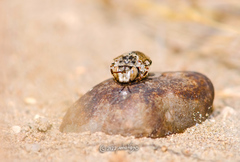 Melectoides triseriatus