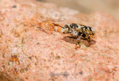 Melectoides triseriatus