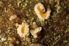 Lachnellula resinaria