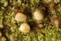 Lachnellula resinaria