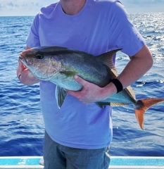 Seriola