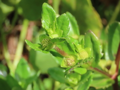 Enydra sessilis