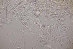 Lachnellula resinaria