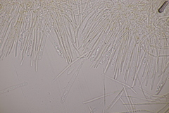 Lachnellula resinaria