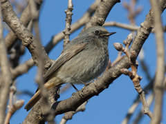 Phoenicurus ochruros